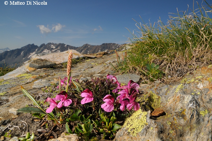 un po'' di flora dal Gavia